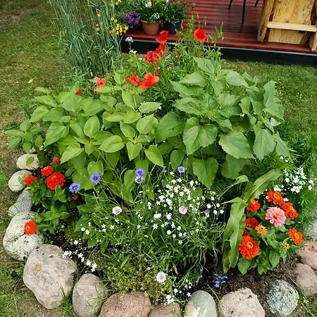 Skujina